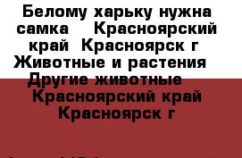 Белому харьку нужна самка  - Красноярский край, Красноярск г. Животные и растения » Другие животные   . Красноярский край,Красноярск г.